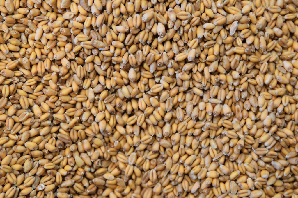 Photo of wheat berries 