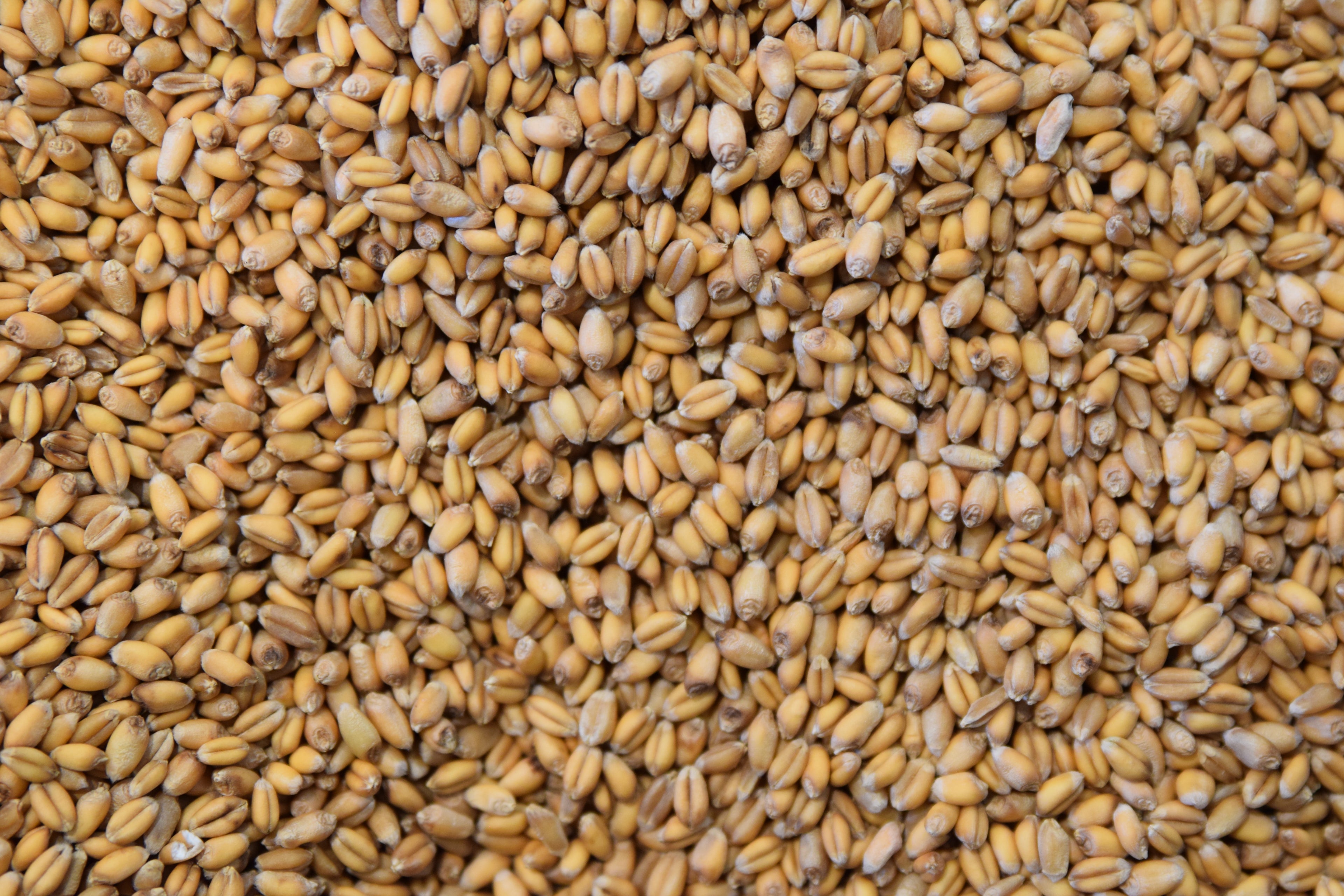 Photo of wheat berries 
