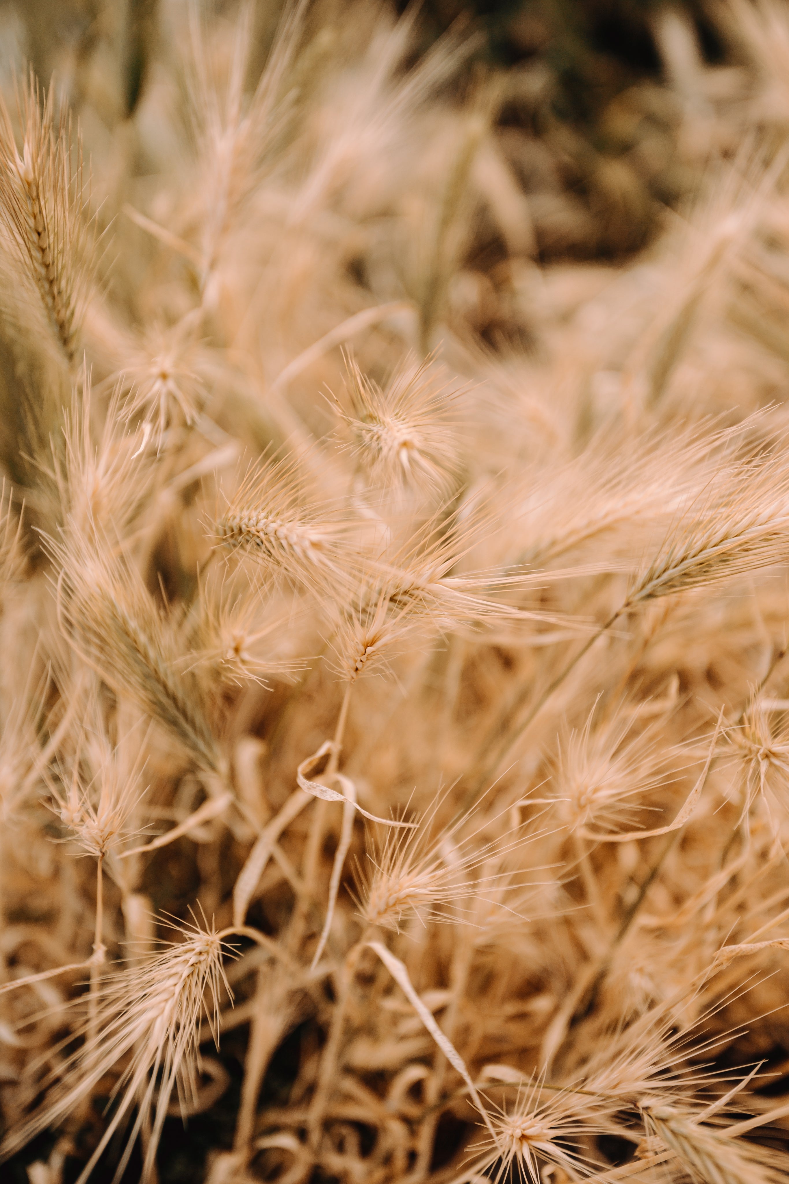 Close up photo of wheat sheaves in field